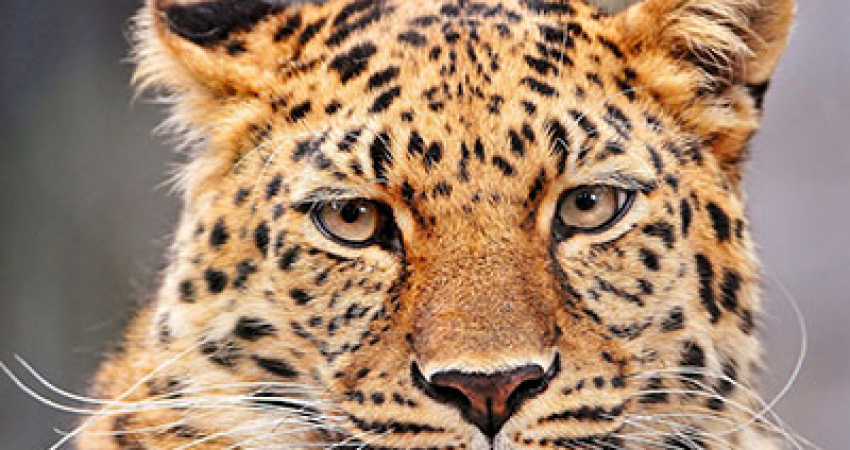 BIG FIVE SAFARI