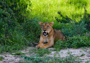 12 Days Uganda wildlife safari