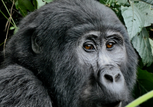 10 DAYS OF ROAD EXPERIENCE TO ENCOUNTER WITH GORILLAS, CHIMPS AND WILDLIFE IN UGANDA