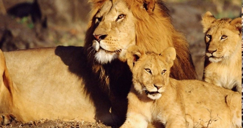 3 days 2 night Masai mara kenya Safari