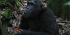 13 DAY GORILLA AND CHIMPANZEES SAFARI IN UGANDA