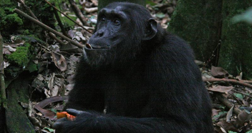 13 DAY GORILLA AND CHIMPANZEES SAFARI IN UGANDA