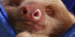 Volunteer at a Costa Rican Wildlife Sanctuary