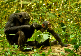 3 Days Chimpanzee trekking in Nyungwe Forest, Canopy walk & Kivu Lake experience