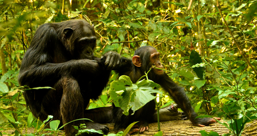 3 Days Chimpanzee trekking in Nyungwe Forest, Canopy walk & Kivu Lake experience