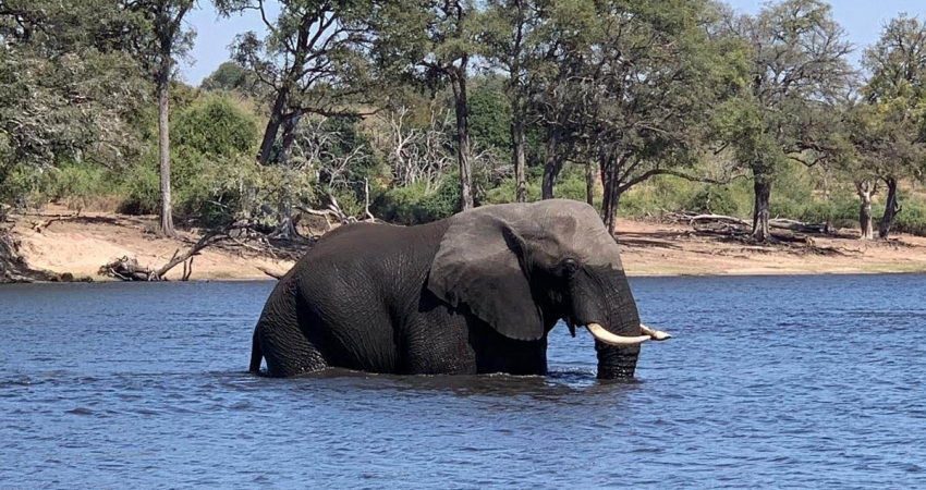 Victoria Falls and Chobe