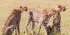 3 DAYS MASAI MARA CAPTIVATING BUDGET SAFARI
