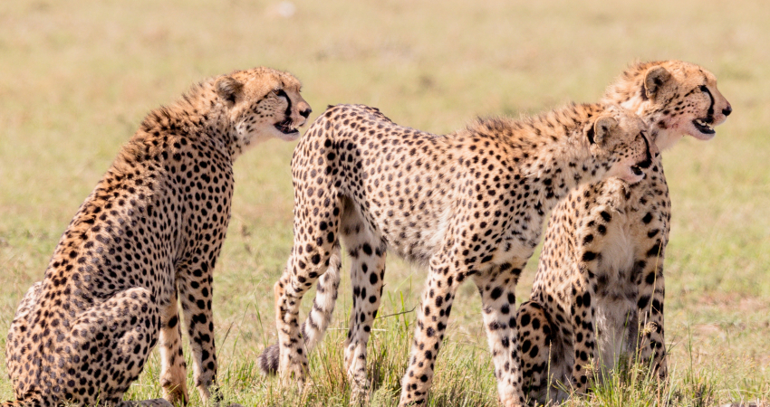 3 DAYS MASAI MARA CAPTIVATING BUDGET SAFARI