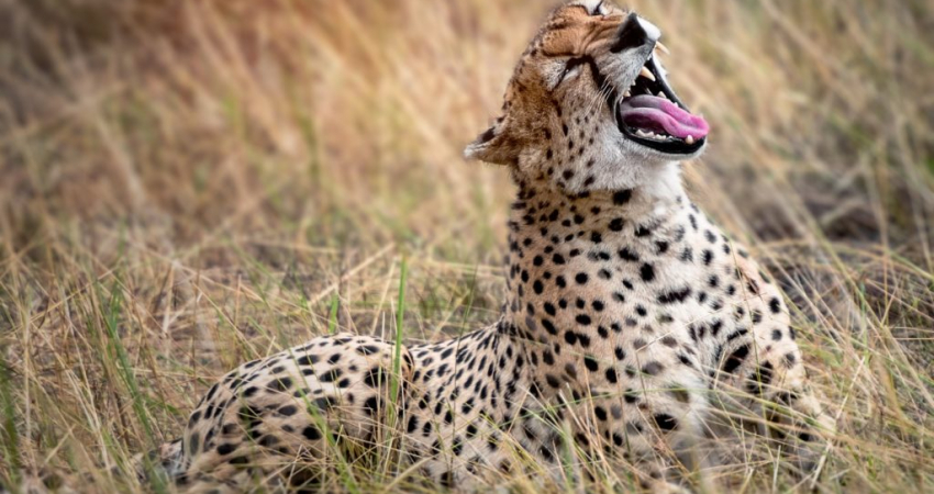 5 DAYS: MIDRANGE GROUP JOINING HIGHLIGHT OF NORTHERN CIRCUIT SAFARI.