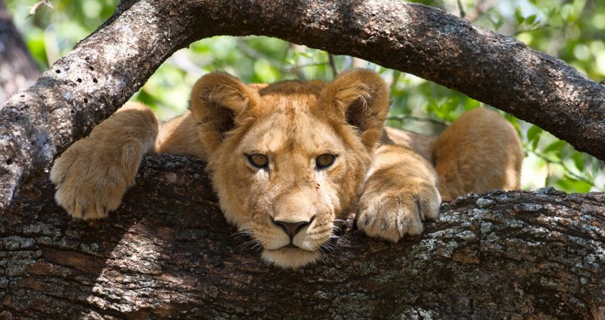 7 DAYS: TANZANIA BEST PRICED WILDLIFE AND CULTURE SAFARI.