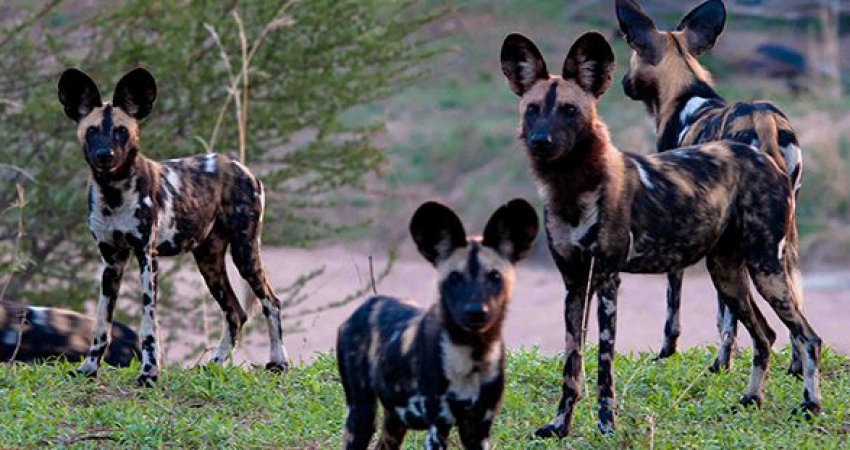 6 DAYS: SELOUS AND MIKUMI NATIONAL PARK