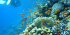 Daily Diving