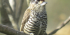 Birdwatching at Tijuca National Park