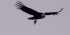 Andean Condor & Wildlife Full Day Tour near Quito