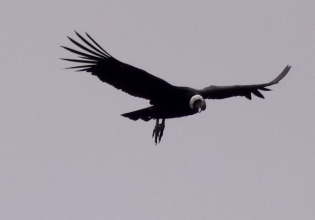 Andean Condor & Wildlife Full Day Tour near Quito