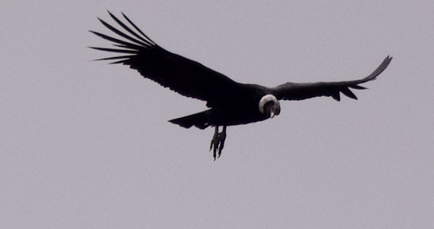 Andean Condor & Wildlife Full Day Tour near Quito