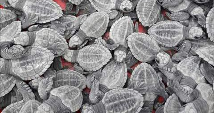 Endangered Leatherback turtle conservation