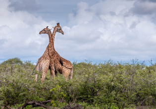 6 Day Wildlife & Landscapes