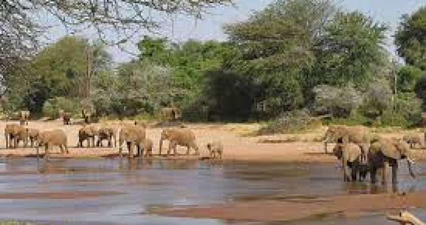 8 days Kenya family-friendly Wildlife Safaris