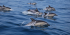 Dolphin & Whale Research Volunteer Project, Portugal