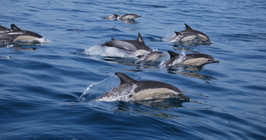 Dolphin & Whale Research Volunteer Project, Portugal