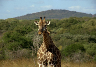 3 Days Murchison falls Safari