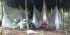 Amazon Brazil Jungle Tours- Fantastic Amazon jungle and river tours