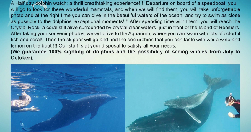 In search of Dolphins by Boat