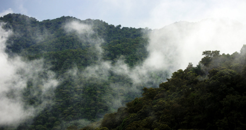 4 Days Express Affordable Gorilla trekking Safari