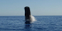 Dolphins & Whales Encounter - Sharing