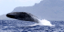 Whales Watching - Sharing