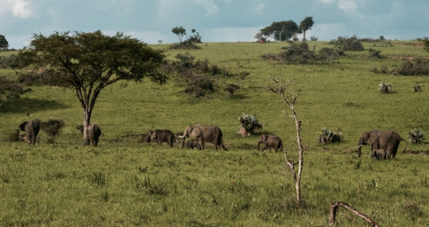 Murchison Falls and Kibale Safari