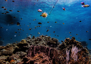 PADI Open Water Diver Course