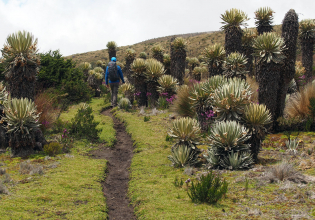 Coffee and Mountains: Eje Cafetero and Los Nevados