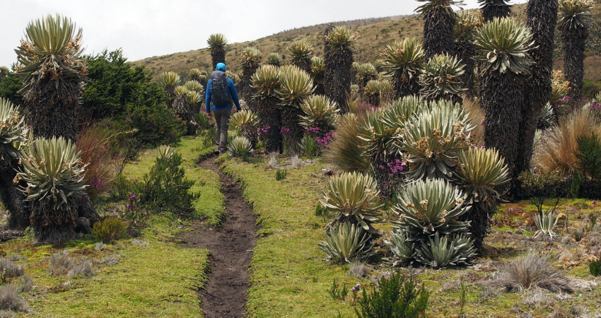 Coffee and Mountains: Eje Cafetero and Los Nevados