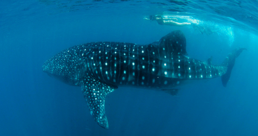 Swimming with Whale Sharks in Donsol