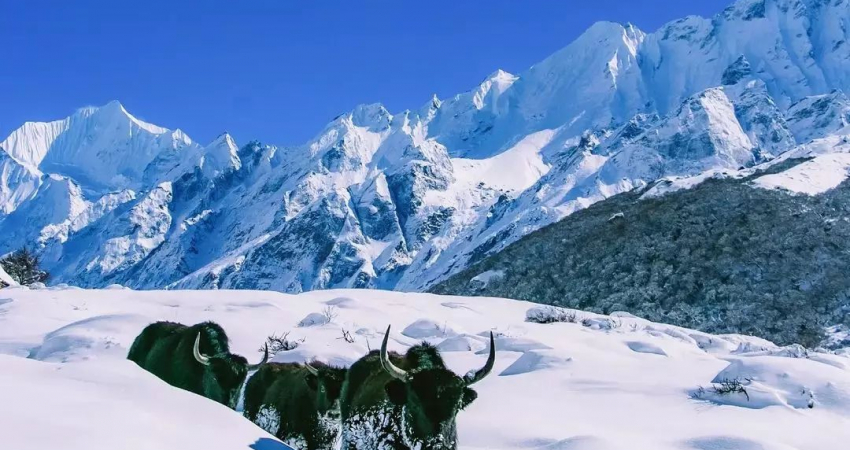 Langtang Trek