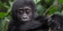 4day Luxurious Chimps & Gorilla trekking tour.
