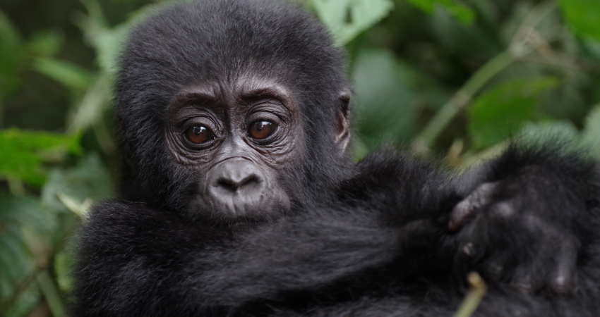 4day Luxurious Chimps & Gorilla trekking tour.
