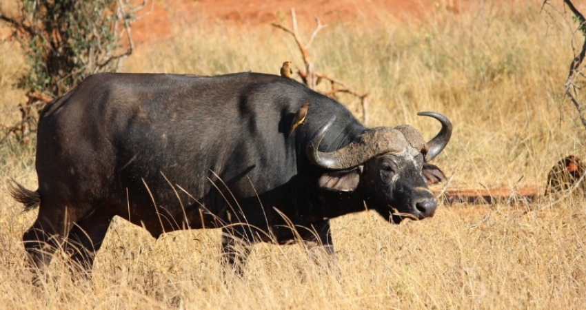 11 Days/10 Nights Kenya Safari