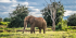3 Days 2 Nights Tsavo East – West National Park – Kenya Safari Package