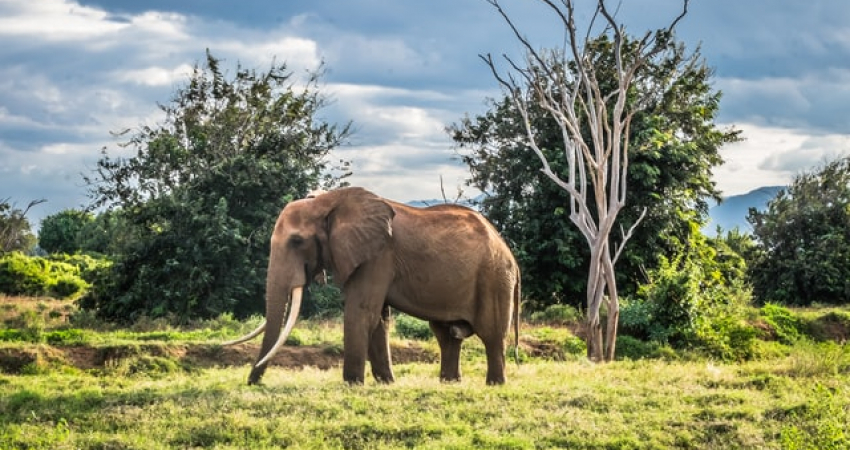 3 Days 2 Nights Tsavo East – West National Park – Kenya Safari Package