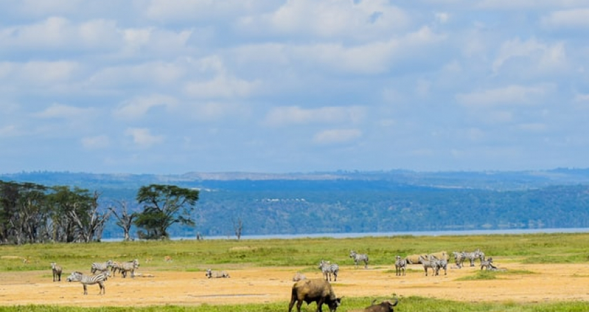 4 Days 3 Nights Lake Nakuru – Maasai Mara