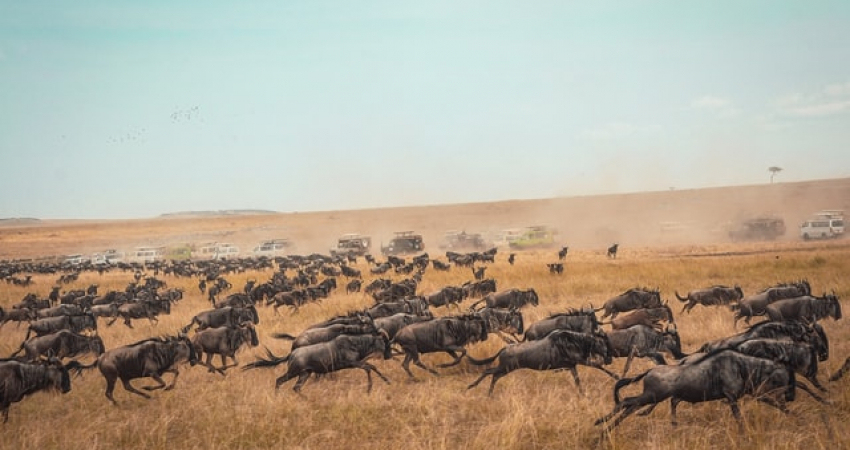 7 Days Masai Mara, Lake Nakuru, Amboseli, Tsavo West, Tsavo East