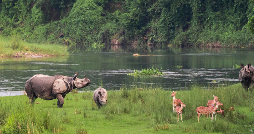 Jungle Safari Tour in Nepal