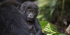 3 Days: Gorillas in the Mist | Uganda Fly-in Safari