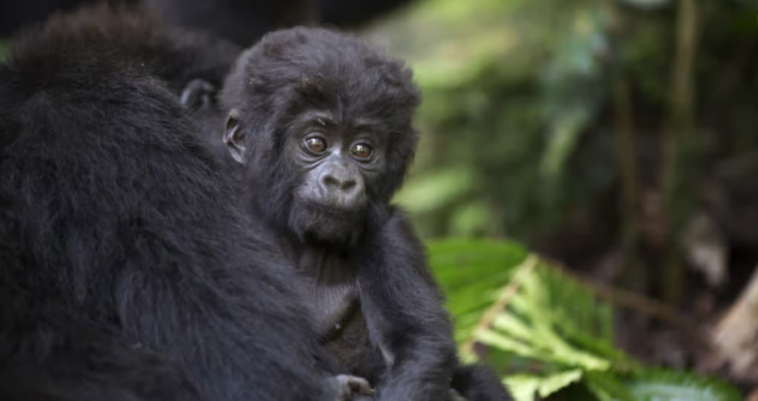 3 Days: Gorillas in the Mist | Uganda Fly-in Safari