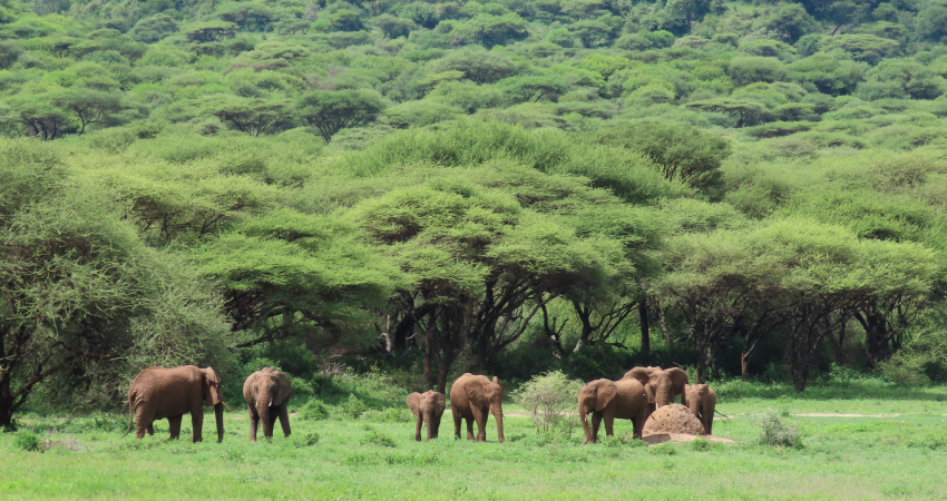 3 Days Comfort 4X4 safari to Tarangire, Ngorongoro crater and Lake Manyara