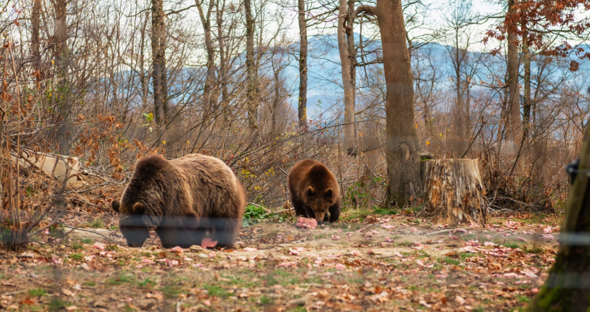 Meet Count Dracula- Vlad The Impaler And The Brown Bears