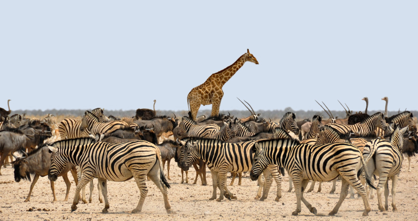 5 -DAYS GREAT MIGRATION & WILDNESS SAFARI